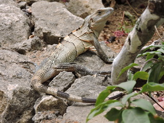 brauner Leguan auf Mauer