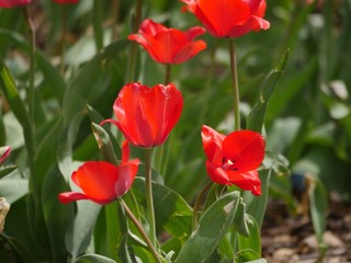Obraz premium Red tulips in bloom in a park garden, soft background