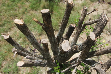 Fototapeta na wymiar small tree trunks