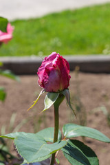 Obraz premium pink rose in the garden