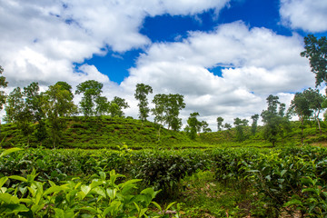 Obraz premium Tea resort field landscape in Moulovibazar, Bangladesh.