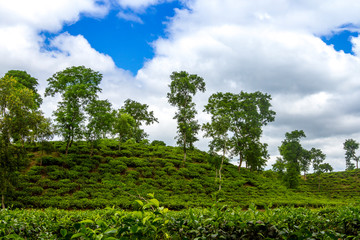 Tea resort field landscape in Moulovibazar, Bangladesh.