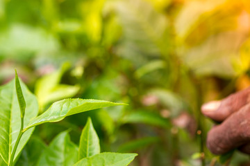 Skilled worker hands picking green tea raw leaves.