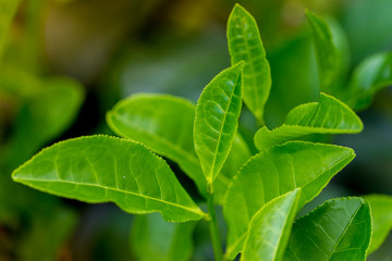 Fototapeta na wymiar Tea leaves in Fresh Garden.