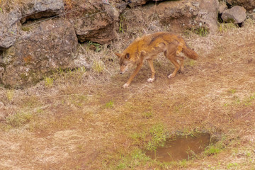 an Iberian wolf resting and walking through its enclosure full of green grass