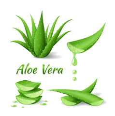 Set of Aloe Vera, realistic green plant, leaves and cut pieces - obrazy, fototapety, plakaty