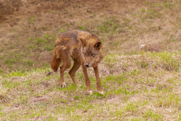 an Iberian wolf resting and walking through its enclosure full of green grass