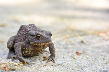 Common toad or European toad (Bufo bufo) in nature. Close-up view, selective focus, blurred background.