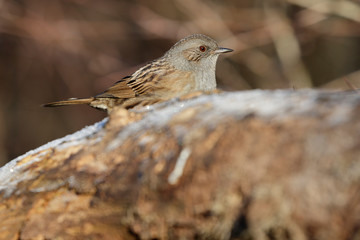 A pretty Dunnock, Prunella modularis, perched on a trunk