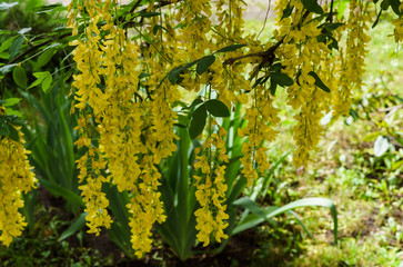 Cassia fistula blooming tree, covered with yellow flowers like a golden rain.