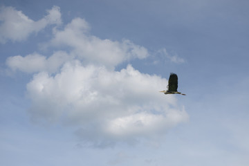 grey heron above the clouds