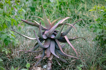 Flora Succulent Giant Agave Potted Ornamental Garden