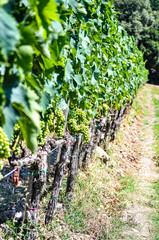 Fototapeta na wymiar Montalcino vineyard