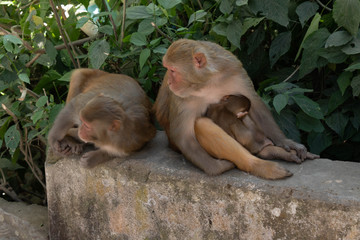 Nepal Kathmandu Asia view Monkey temple