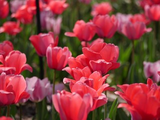 Beautiful backdrop of blooming red and pink tulips in soft background