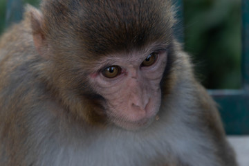 Obraz premium Annapurn circuit Nepal in October 2018 