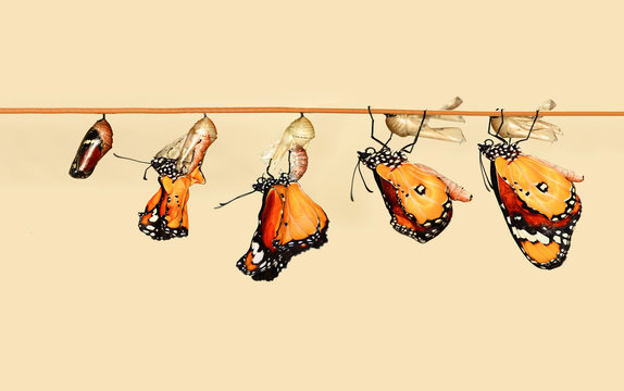 Amazing moment ,Monarch Butterfly , caterpillar, pupa and emerging with clipping path.