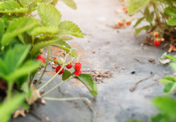 New harvest of sweet fresh outdoor red strawberry, growing outside in soil, with ripe tasty strawberries