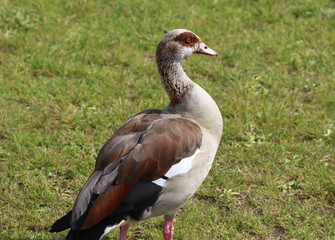 Egyptian goose (Alopochen aegyptiaca) eating grass by the lake