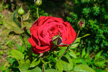 Beautiful red flowers of spray roses with a garden in the village. Summer landscape.