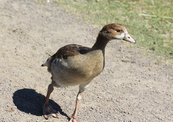 Egyptian goose (Alopochen aegyptiaca) eating grass by the lake