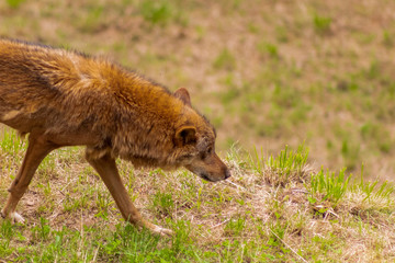 an Iberian wolf resting and walking through its enclosure full of green grass