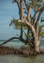 Beautiful Wide Angle Panoramic Photography Taken in the Beautiful Mexican Island, Holbox 