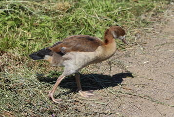 Egyptian goose (Alopochen aegyptiaca) eating grass by the lake