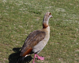 Egyptian goose (Alopochen aegyptiaca) eating grass by the lake