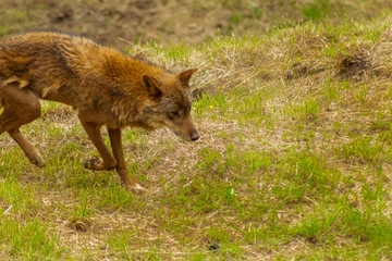 Fototapeta premium an Iberian wolf resting and walking through its enclosure full of green grass