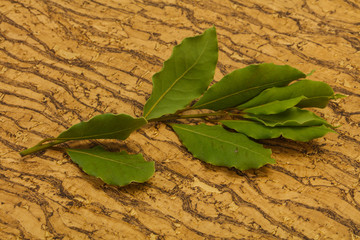 Green laurel leaves on the branch