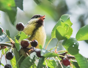 Junge Kohlmeise im Kirschbaum