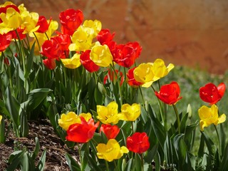 Medium close up of beautiful red and yellow tulips in a garden