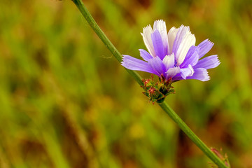 Flowers field on a Sunny summer day .