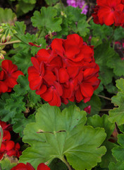 Red geranium in the summer garden on the flowerbed.