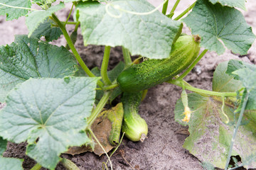 Cucumbers on a branch growing in the garden