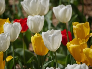 Side view close up shot of white, red and yellow tulips