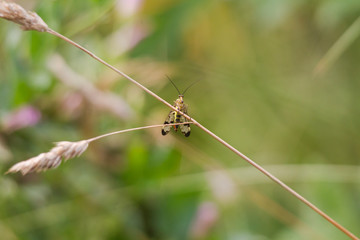 Scorpion fly Panorpa communis sits on a blade of grass