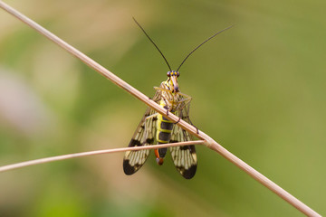 Scorpion fly Panorpa communis sits on a blade of grass