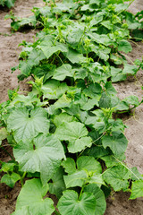 Cucumber leaves grow in the garden
