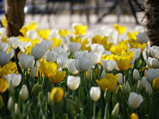 Wide shot of a backdrop of white and yellow tulips