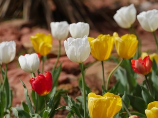 Colorful tulip flowers, red, yellow and white blooms