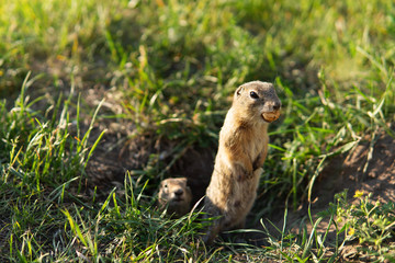 Naklejka na ściany i meble Small gopher or ground squirrel next to his burrow in a field with green grass