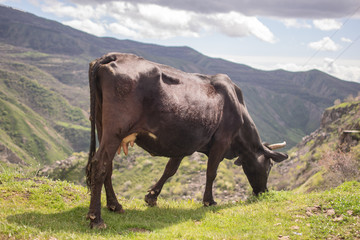 Cow in the mountains