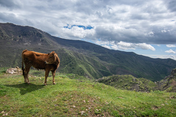 Fototapeta na wymiar Cow in the mountains