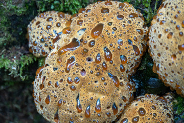 Pilz am Baumstamm mit Flüssigkeit