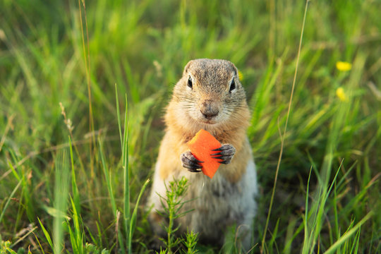 Cute little gopher or ground squirrel sitting in the grass and eating carrot 