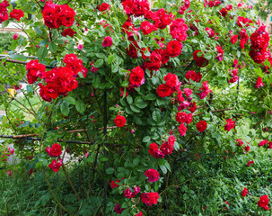 Fototapeta premium Beautiful red flowers of spray roses with a garden in the village. Summer landscape.