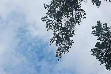 아카시아 나무가지 잎