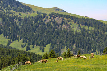 Horses in the Dolomites